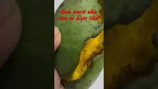 Bất ngờ phát hiện trái xoài bị con gì gặm khá nghệ rụng dưới gốc 