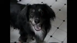 Old Puppies