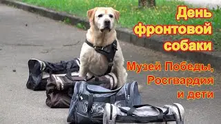 День фронтовой собаки