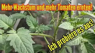 Wenn ihr das macht wachsen eure Tomaten schneller und ihr könnt mehr ernten! Ich probiere es aus