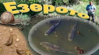 На Езерото.Охлюви и толстолоби.The lake. Snails and bighead carps.
