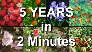 Growing Plants Timelapse Compilation - 5 YEARS in 2 Minutes