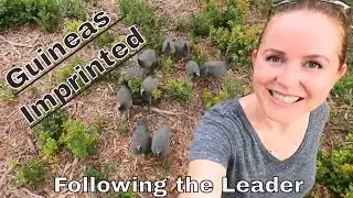 Guinea Fowl Imprinting | Follow the Leader |  Guinea Keets at 11 weeks old and trained