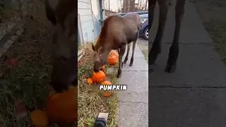 #lovely #animals #animalhumor #cute #funnyanimal #shortvideo #shorts