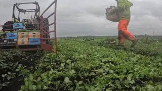 CLEVER CHICKENS. PLEASE WASH BEFORE USE. GETTING LABOUR AND VISAS. Episode 5