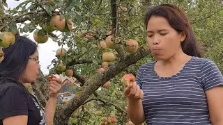 MUKBANG NG APPLES SA PUNO BAGO MAGHARVEST NG MGA GULAY | LAKAS NG TRIP NG DALAWA.