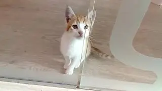 Котики из приюта ищут дом.