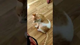 when I take lunch at the canteen all little pussycat's came nearby me&eagerly starring at me 4' food