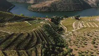 2023 Harvest at Quinta de Vargellas, Douro - First week
