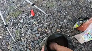 Ловля сазана на Тунгуске по большой воде