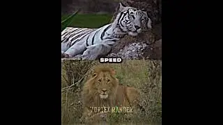 Bengal Tiger VS African Lion | #shorts #edit #animals #wildlife