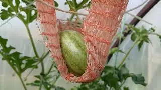 Выращивание арбузов в средней полосе 10 июля 2024, обзор небольшой бахчи