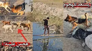 فلوك صباحي لصيد الطيور _ هجوم الكلاب السائبة على كلبي _ سلاحي تعطل 😨