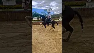 CABALLO BAILADOR COSTARRICENSE