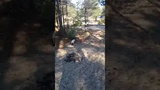 Байкал. Новый Энхалук август 2017. Котэ на отдыхе.