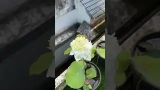 Lotus bloom 🪷 #home #jishnuuthaman #garden #lotus