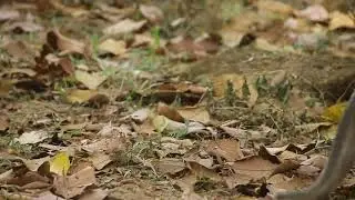 A Day in the Forest: Monkeys at Play