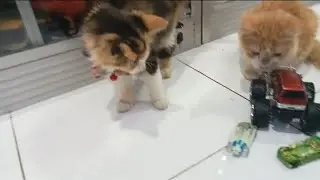 Anak Kucing 🐈 🐈 🐈 Meong Meong Main Kitten Meong Meong, Toys Doby D