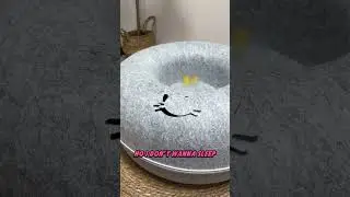 My Kitten Loved the Bed… Not Bedtime 😂🐱