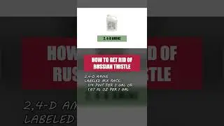 Treat Russian Thistle (Tumbleweed) Growing on Your Property! [Weed Management]
