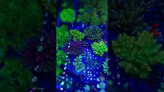 new corals, new reeftank