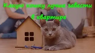 Какую кошку лучше завести в квартире  What kind of cat it is better to have in the apartment