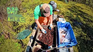 LOUISIANA Wild Caught Crawfish - (Catch and Cook)