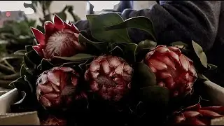PROTEA PACKAGING IN SOUTH AFRICA.