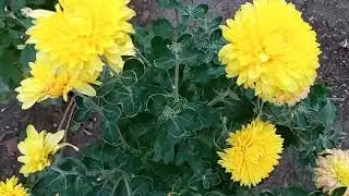 13 октября. Купили уголь. Змеи. Сам нарвался.