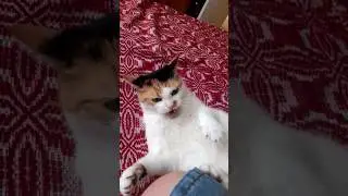 Dark cat