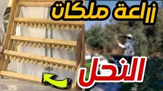 كيف تزرع ملكات النحل باحتراف؟ أسرار إنتاج ملكات قوية للمناحل!