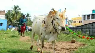 Babloo மாடு மற்றும் அதன் துணை லட்சுவுடன் செய்யும் சாகசம் ◆ CHANCE MAKERS | JALLIKATTU | Promo-2
