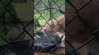 Manka Bobcat accidentally follows my command 🤣 #funny #funnyvideo