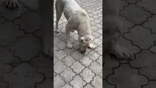 ПоИгрульки