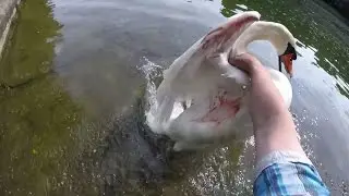 Schwan mit Hundebiss (English subtitles)