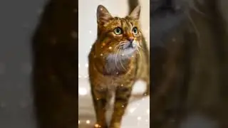 Сосна, что цепляется за скалу|Эдит|Коты воители.