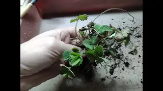 Сажаю землянику в горшочки.