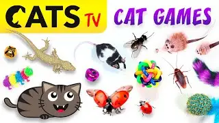 GAME FOR CAT 📺🪳 Ultimate CATS TV Compilation 50 in 1 🪰🙀🐁 4K 60 FPS [8 HOURS]