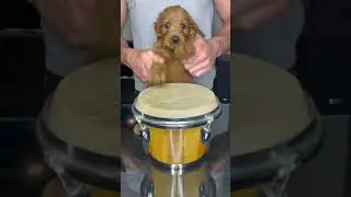 Puppy Drums 