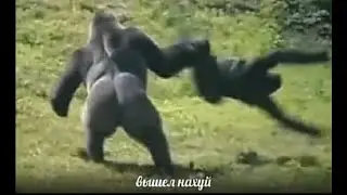 обезьяны танцуют