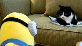 MINION Short Film - Showing Edwin The Cat Who's Boss!