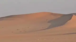 spot white camels