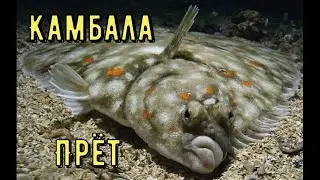 Flounder on an Earthworm. Sea Fishing from a Boat.