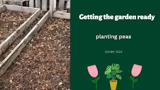 Kickstarting your Best Gardening Year Yet: Planting Perfect Peas!