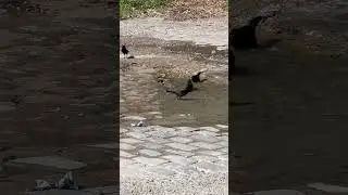Pequeñas cosas que se extrañan de Cuba 🇨🇺 #cuba #cuban #birds