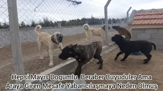 KANGALLARI HİÇ PRESA CANARİO VE CANE CORSOLARLA GÖRDÜNÜZMÜ  ?