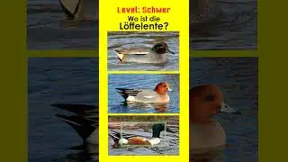 Enten - Schwimmenten III - Jägerprüfung und Jagdschein