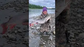 Таймень в тайге за Полярным Кругом! #таймень #тайга #якутия #рыбалка