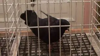 Николаевские Голуби Донбасса 2017.Часть 3