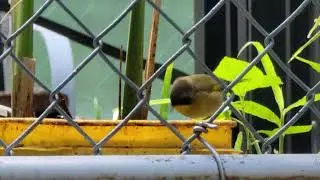 bird buffet